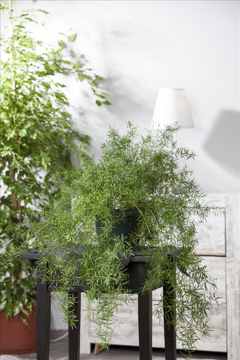 Asparagus densiflorus 'Sprengeri'
