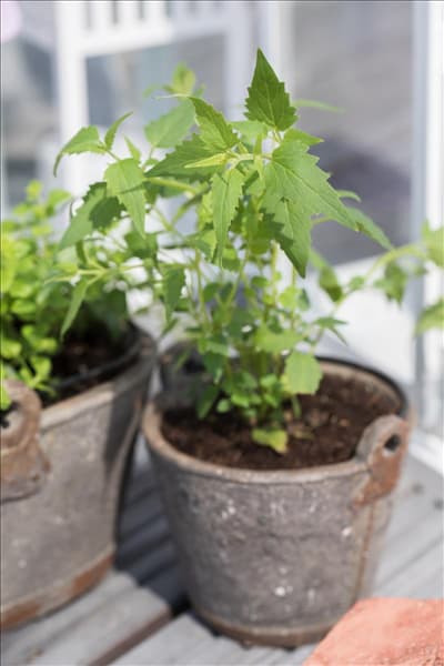 Agastache mexicana