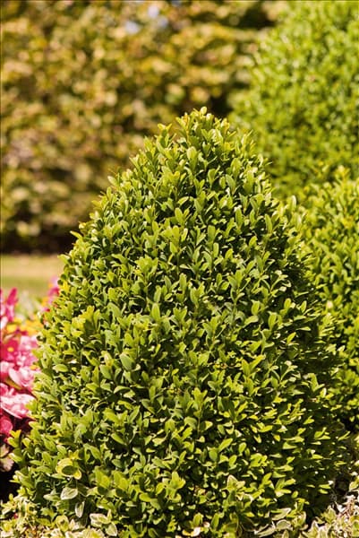 Buxus sempervirens var. arborescens