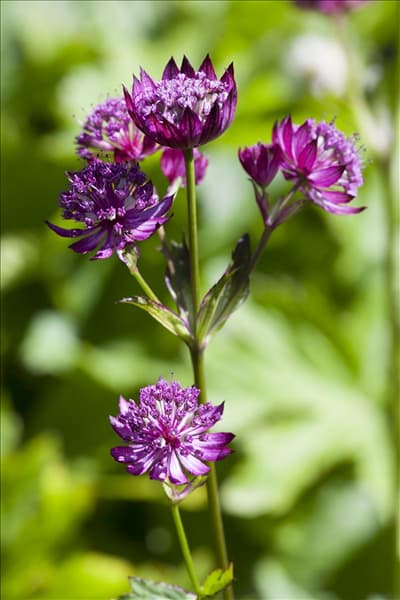 Astrantia major