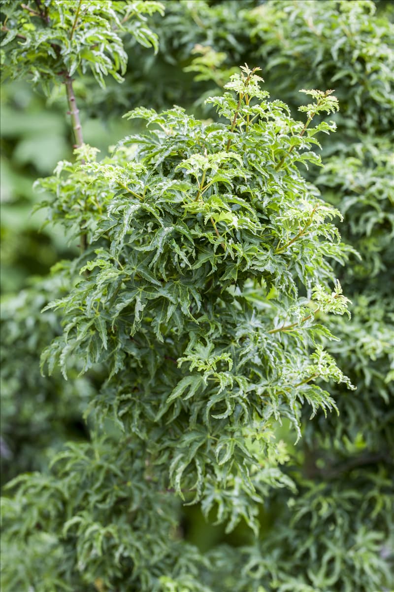 Acer palmatum 'Shishigashira'