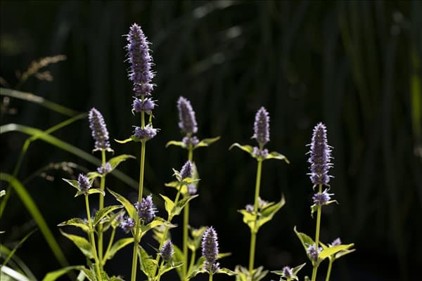 Agastache rugosa 'Little Adder'