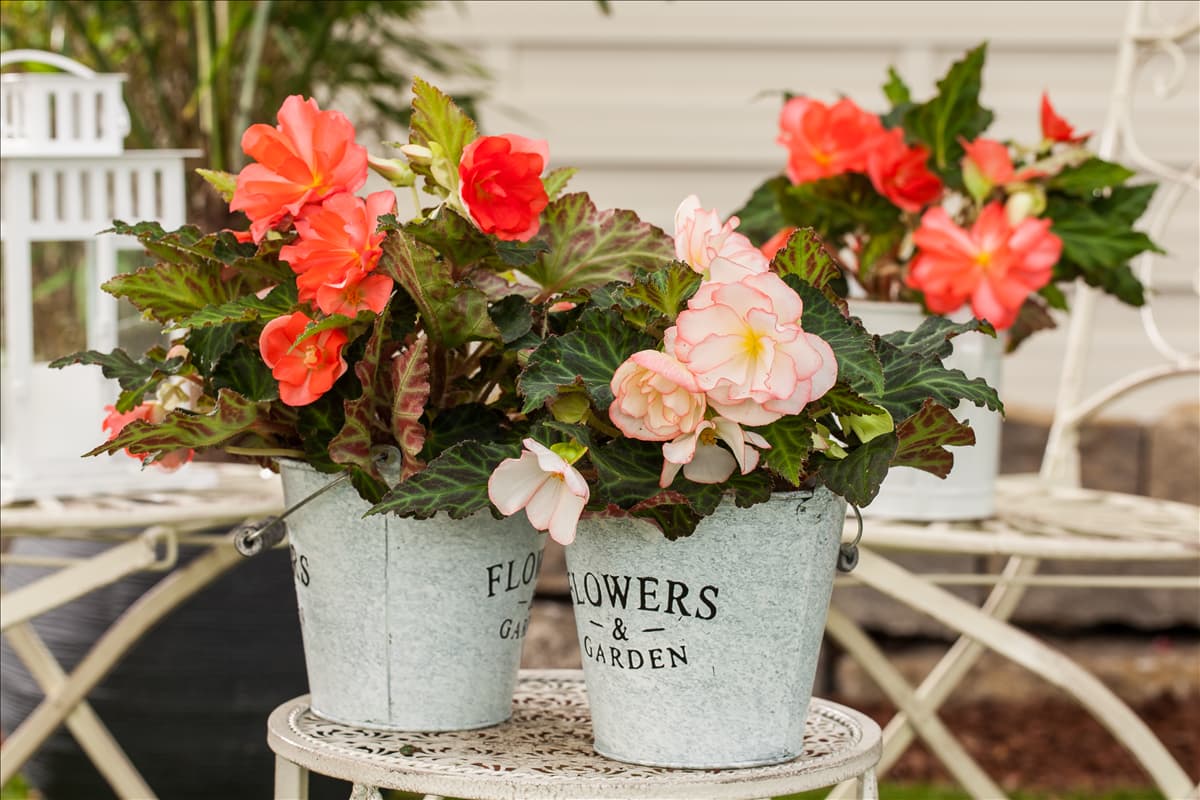 Begonia x tuberhybrida