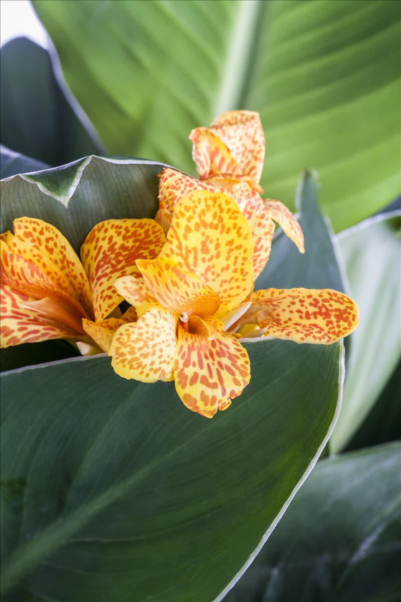 Canna indica 'Tenerife'
