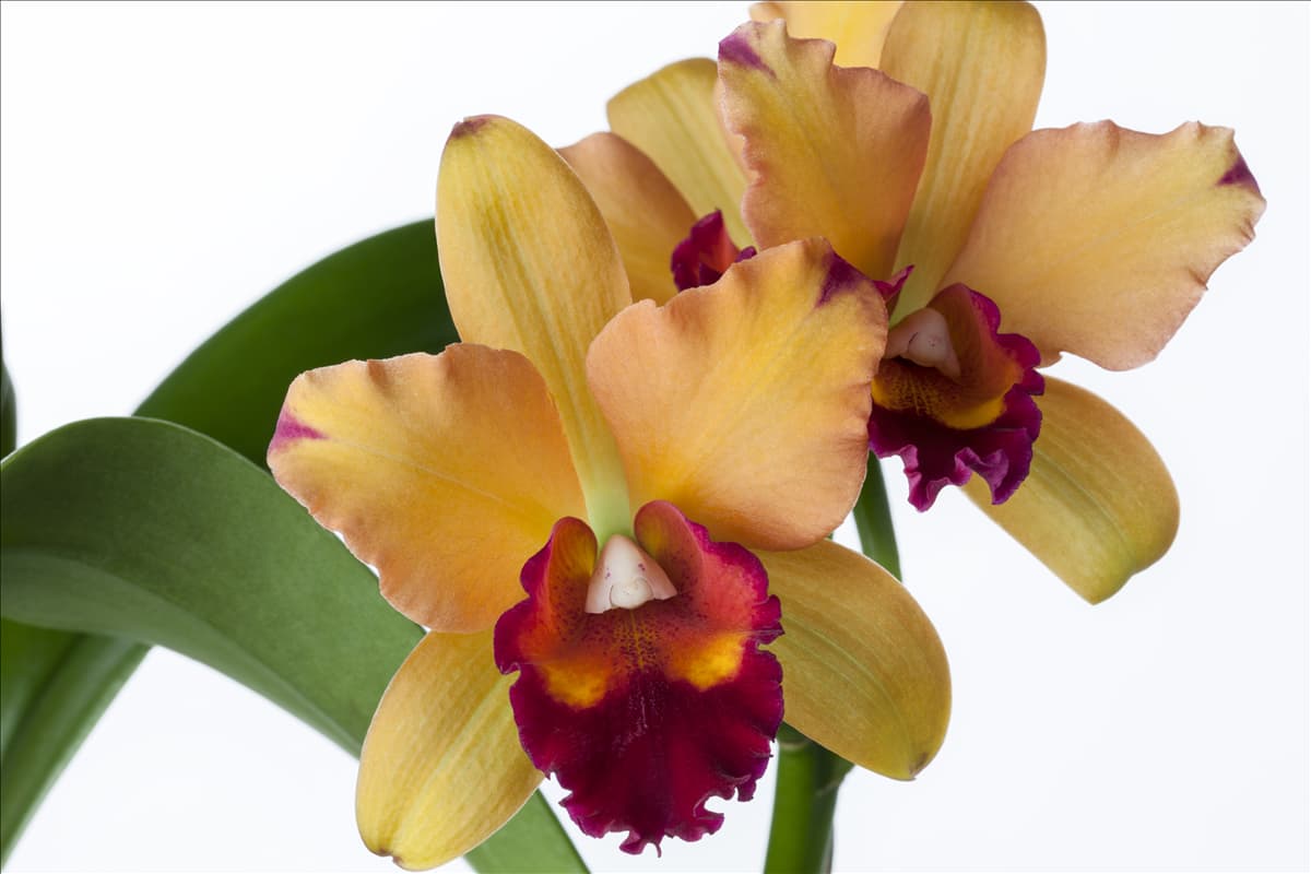 Cattleya (großblumig)