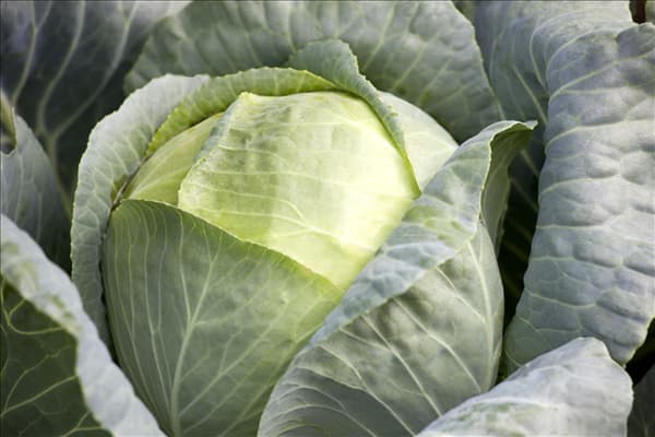 Brassica oleracea var. capitata f. alba 'Dithmarscher'