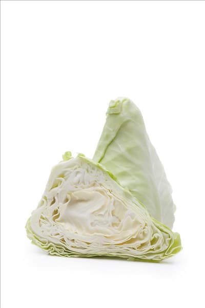 Brassica oleracea var. capitata f. alba subv. conica