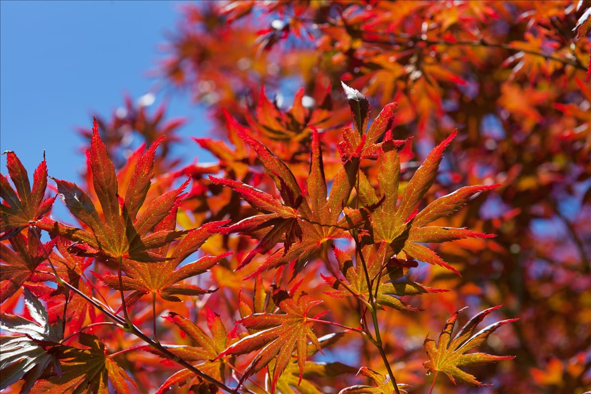 Acer palmatum 'Trompenburg'