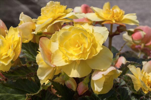 Begonia x tuberhybrida, gelb