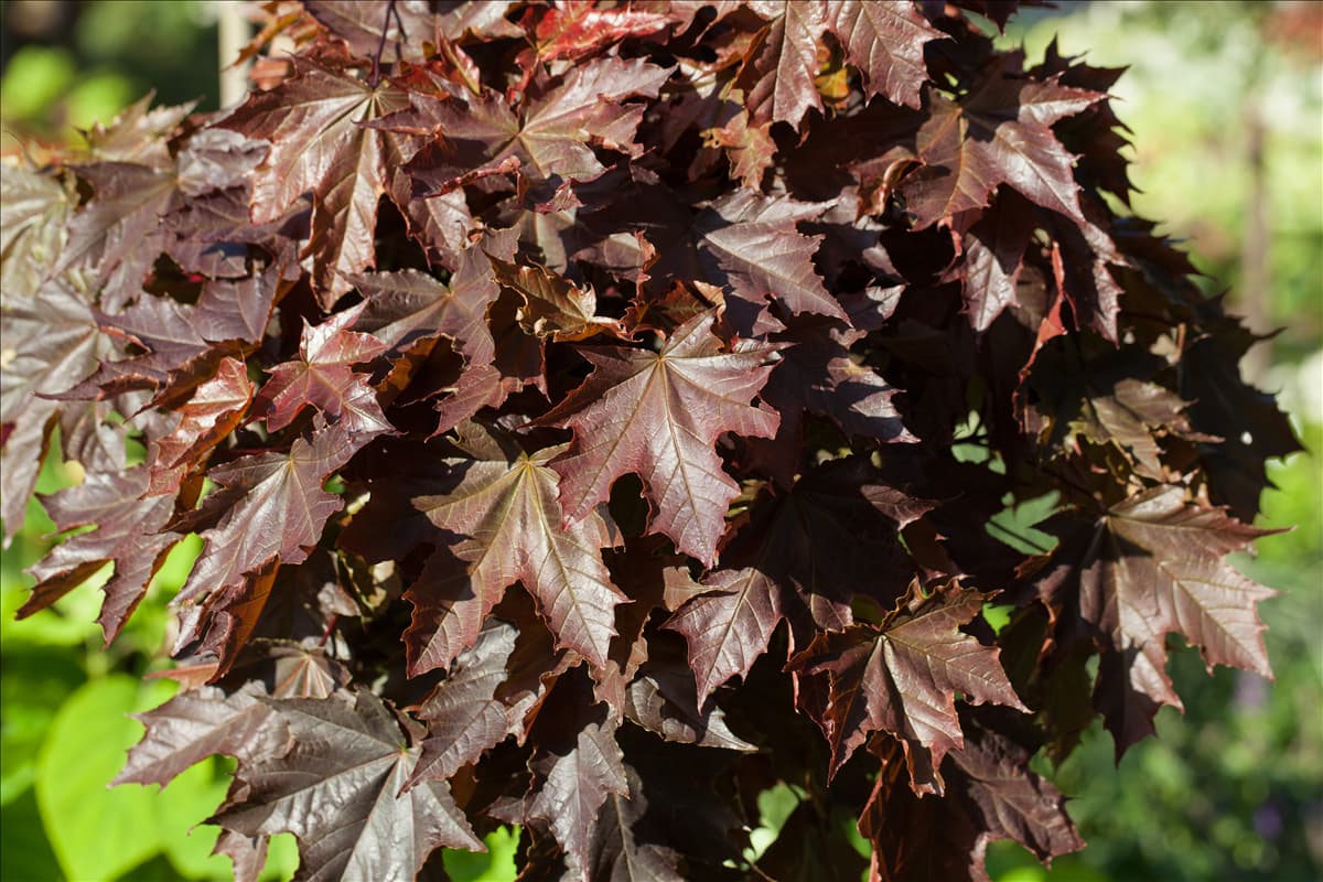 Acer platanoides