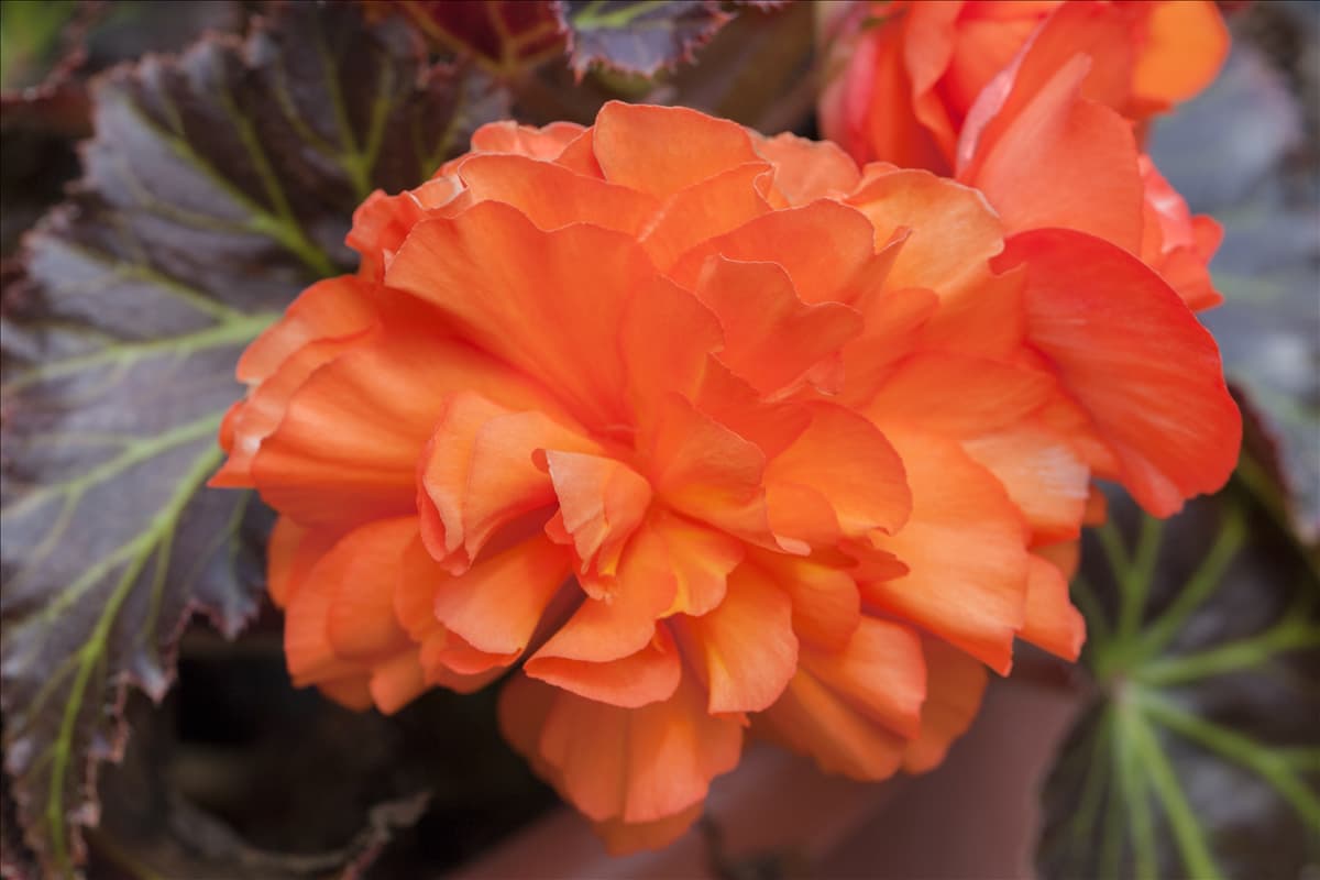 Begonia x tuberhybrida Non-Stop® Mocca 'Deep Orange'