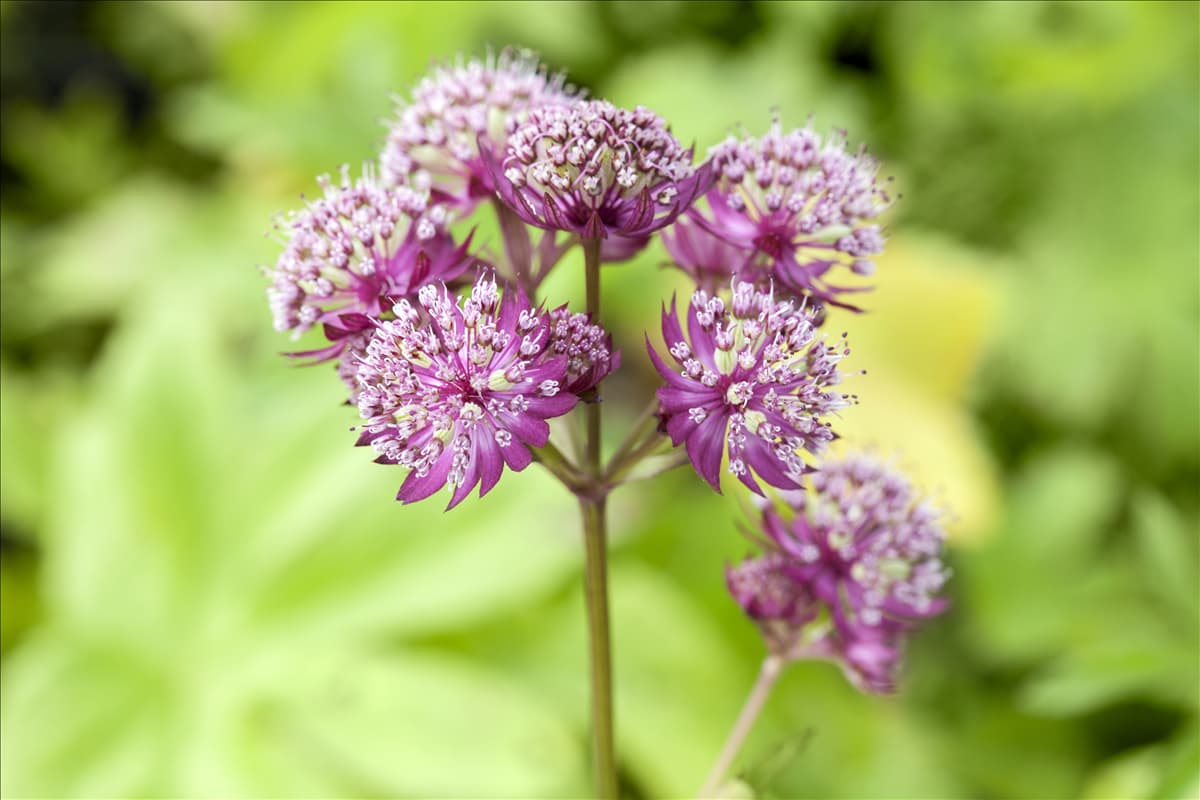 Astrantia major 'Primadonna'