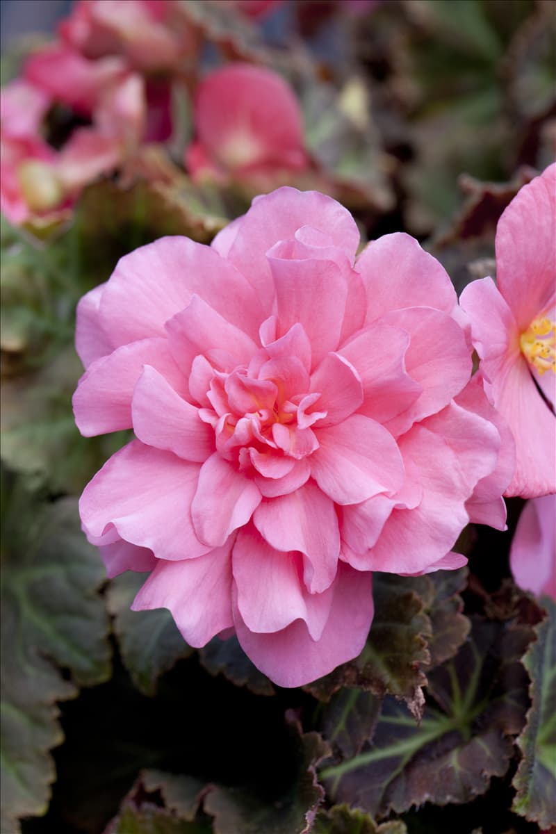 Begonia x tuberhybrida Non-Stop® Mocca 'Pink'
