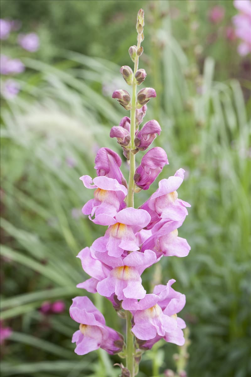Antirrhinum majus 'Rocket'