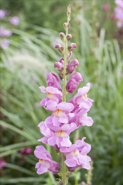 Antirrhinum majus 'Rocket'