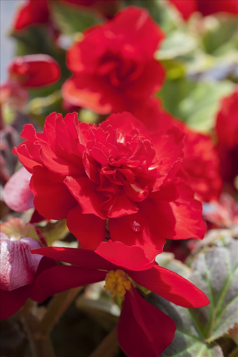 Begonia x tuberhybrida Non-Stop® Mocca 'Scarlet'