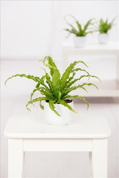 Asplenium nidus