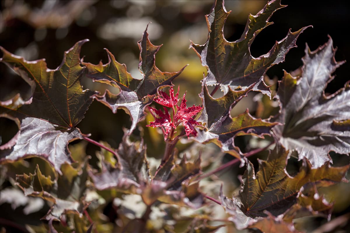 Acer platanoides 'Faassen´s Black'