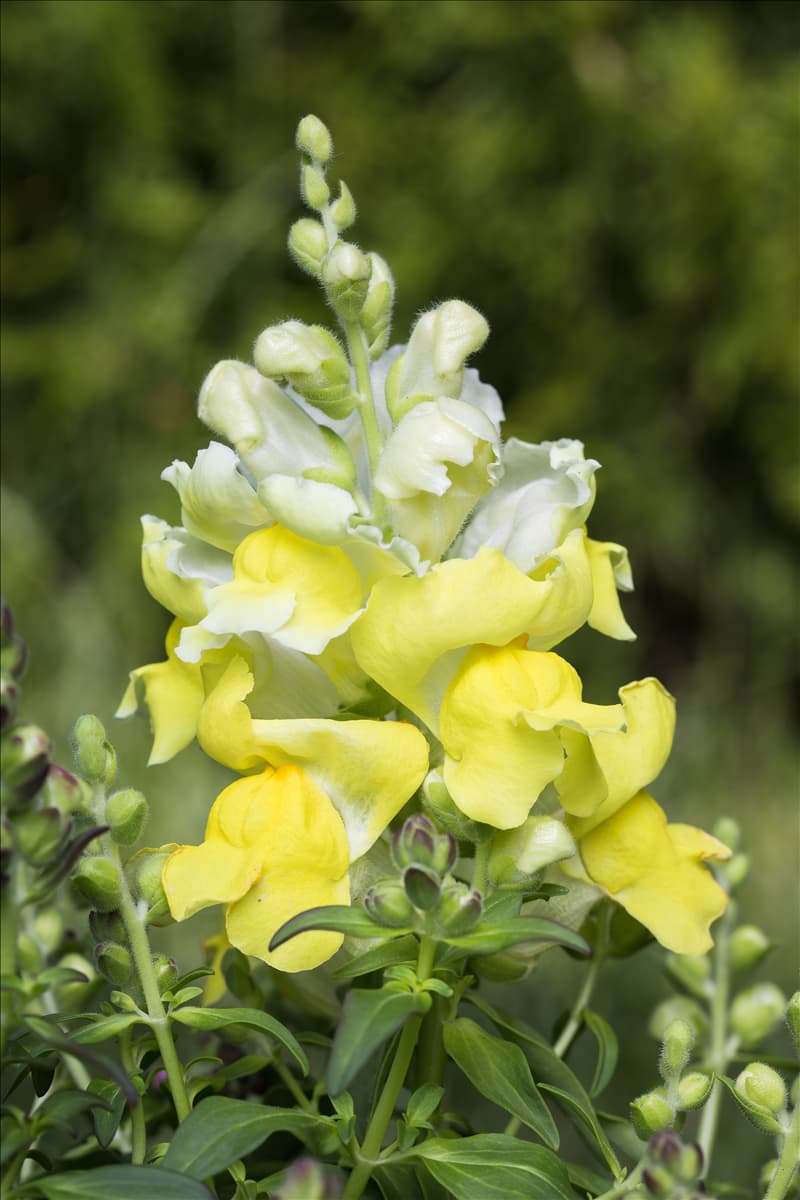 Antirrhinum majus, gelb