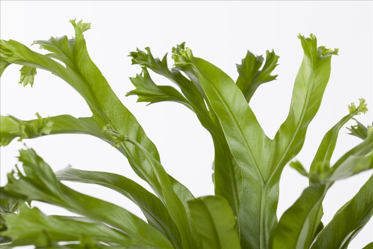 Asplenium nidus 'Amy'