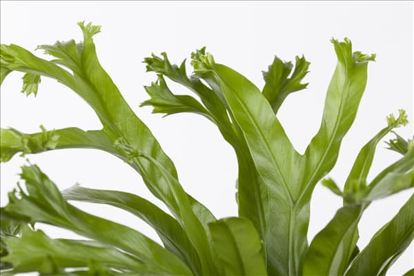 Asplenium nidus 'Amy'