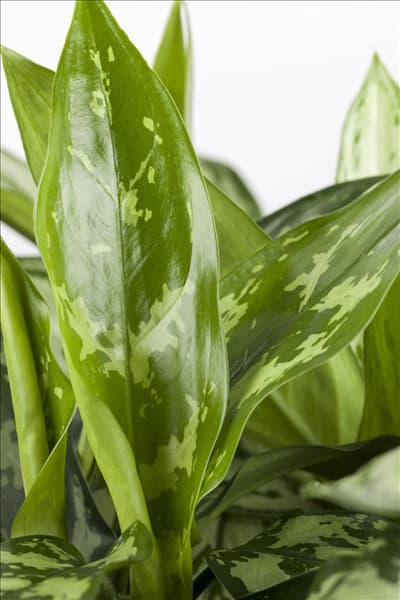 Aglaonema commutatum