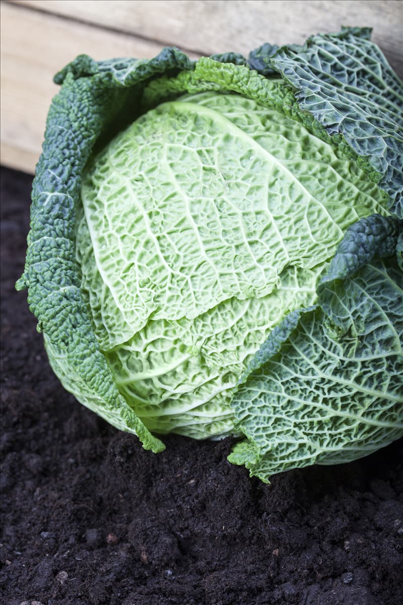 Brassica oleracea var. capitata var. sabauda