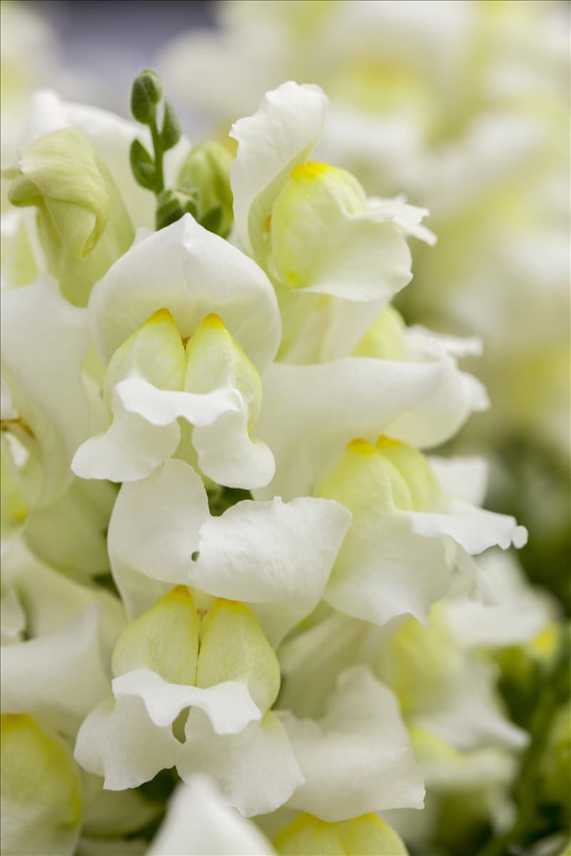 Antirrhinum majus Snapshot 'White'