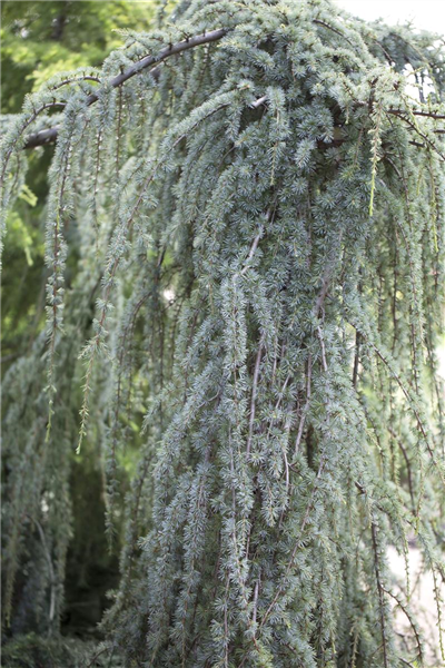Cedrus libani 'Blue Fountain'