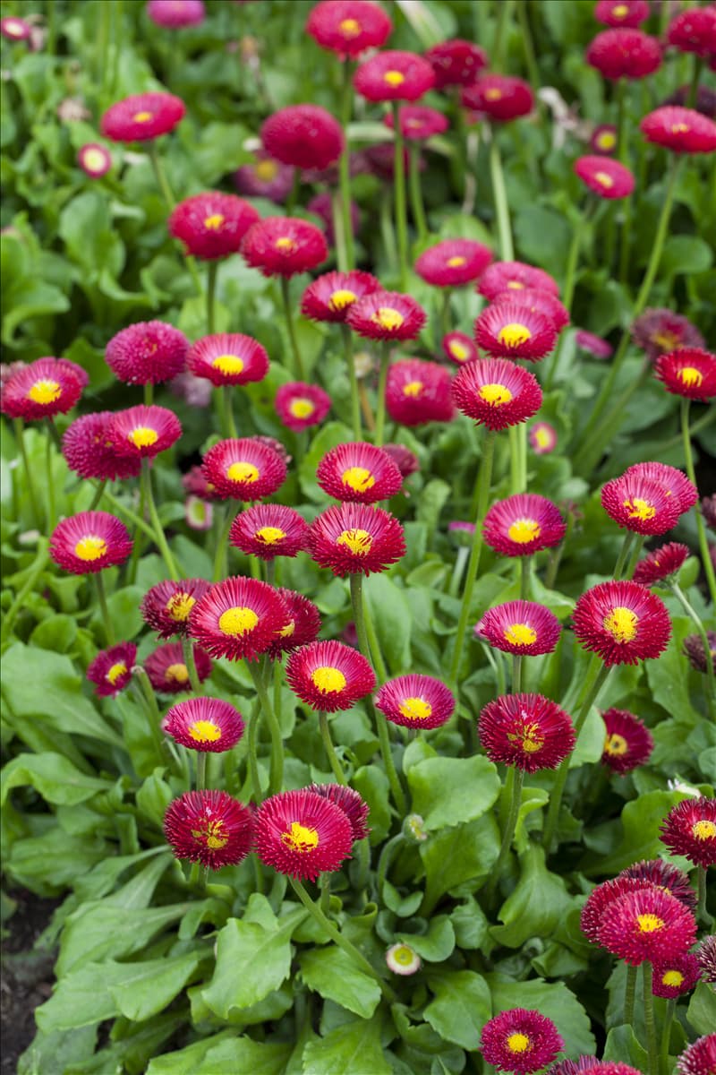 Bellis perennis 'Tasso'
