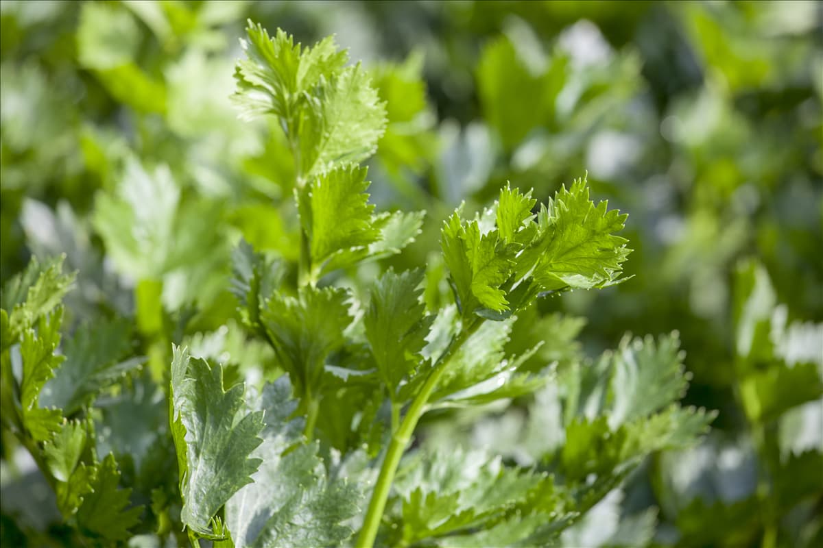 Apium graveolens