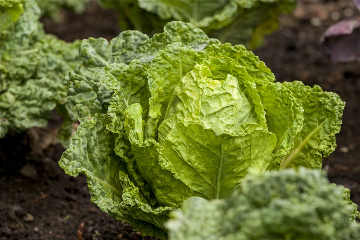 Brassica oleracea var. capitata