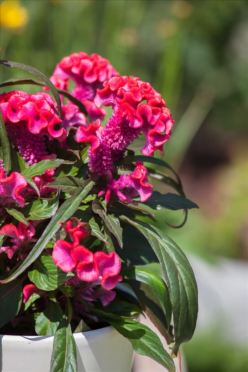 Celosia argentea 'Hot Topic'®