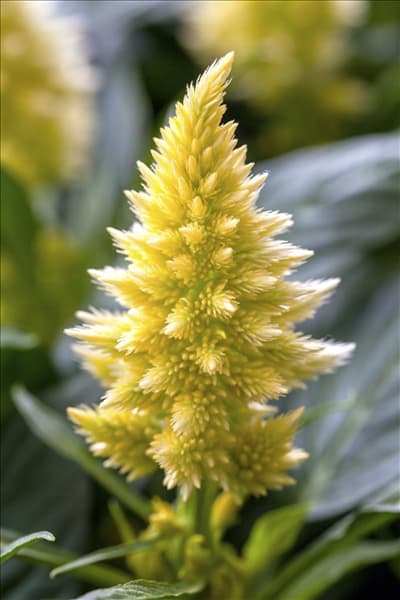 Celosia argentea