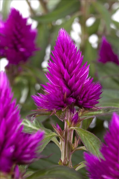 Celosia argentea 'Deep Purple'