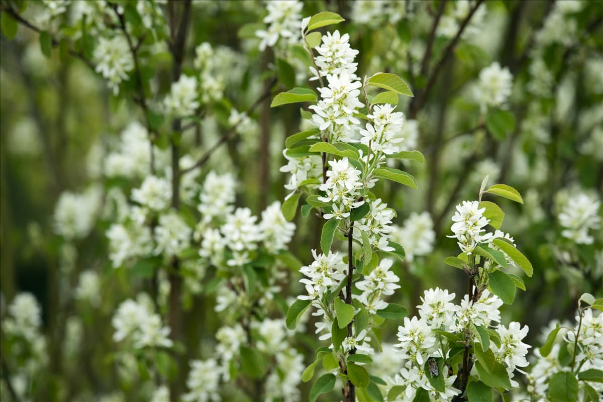 Amelanchier ovalis