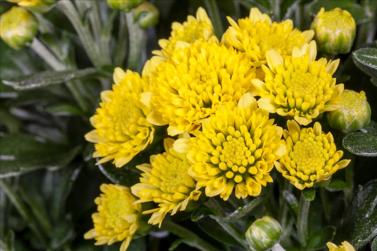 Ajania ajanthemum