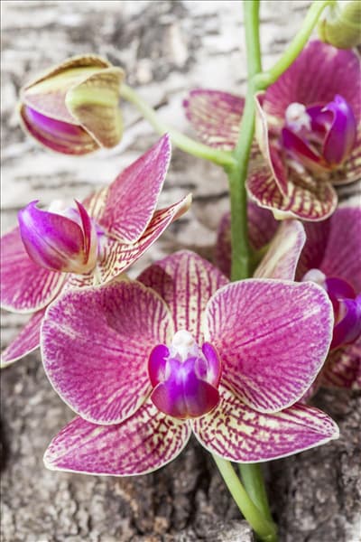 Phalaenopsis