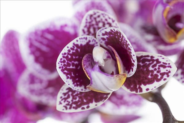 Phalaenopsis