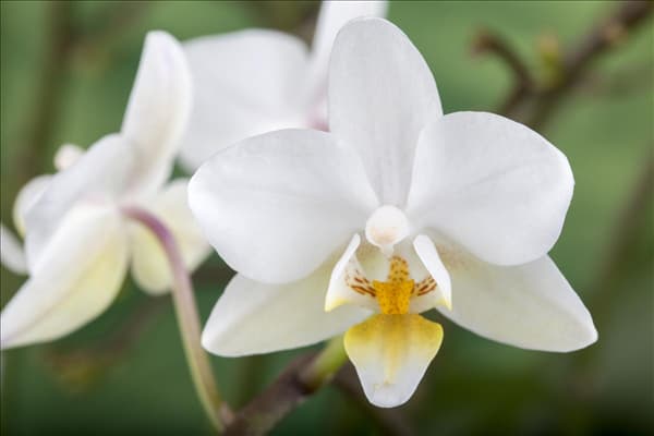 Phalaenopsis 'Wild Orchid'