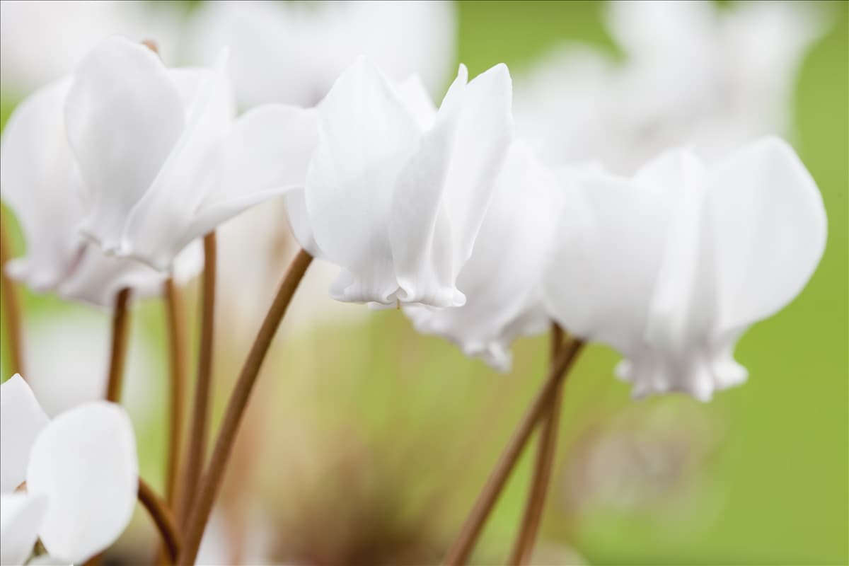 Cyclamen hederifolium 'Ive Ice White'
