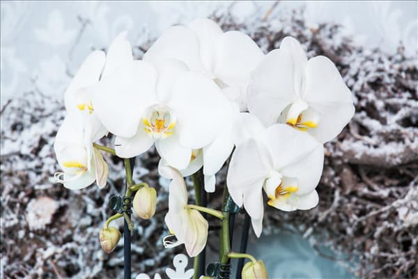 Phalaenopsis, weiß