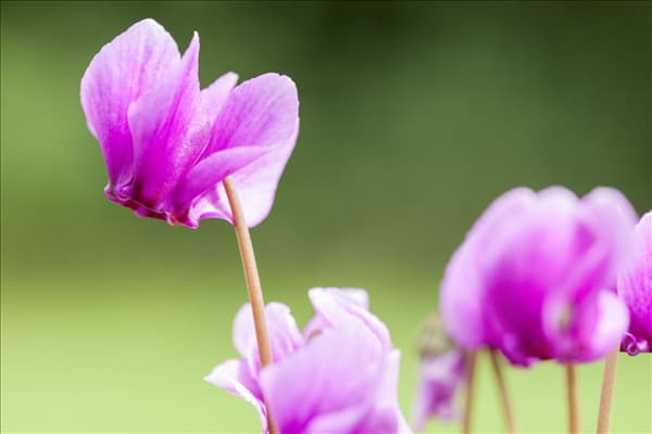 Cyclamen hederifolium f. roseum