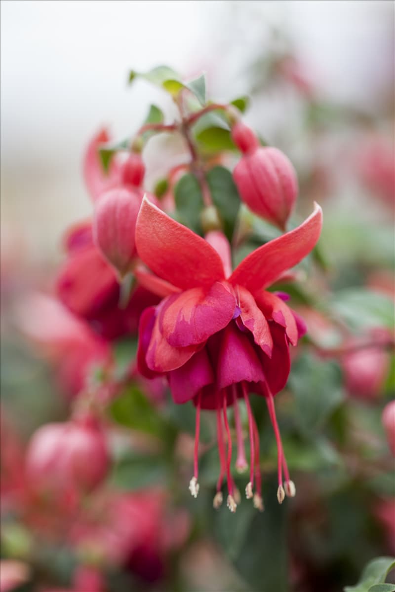 Fuchsia 'Jollies® La Grande Alsace'(s)