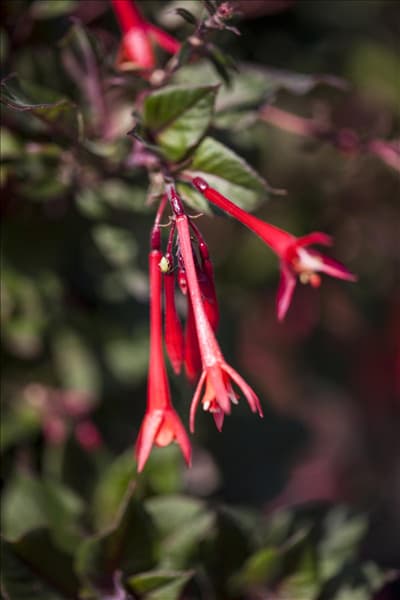 Fuchsia 'Koralle'