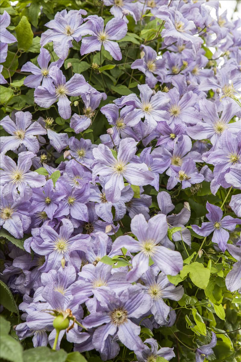 Clematis viticella