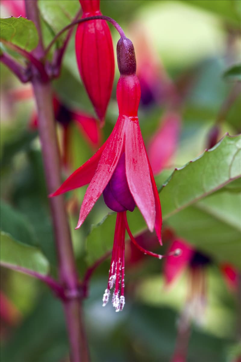 Fuchsia magellanica