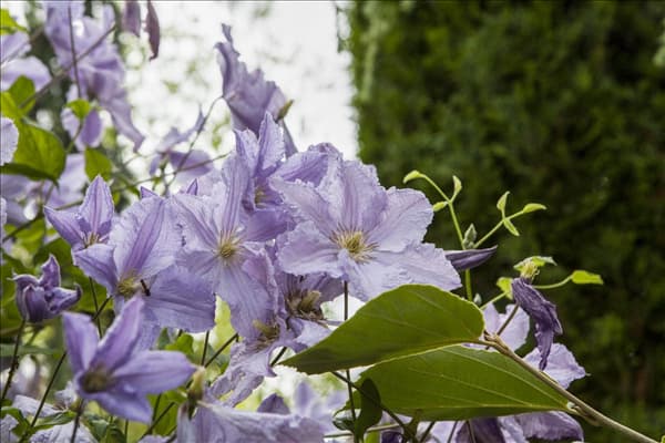 Clematis viticella 'Blue Angel'