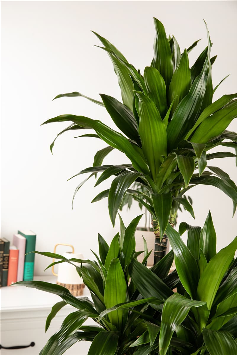 Dracaena fragrans 'Compacta'