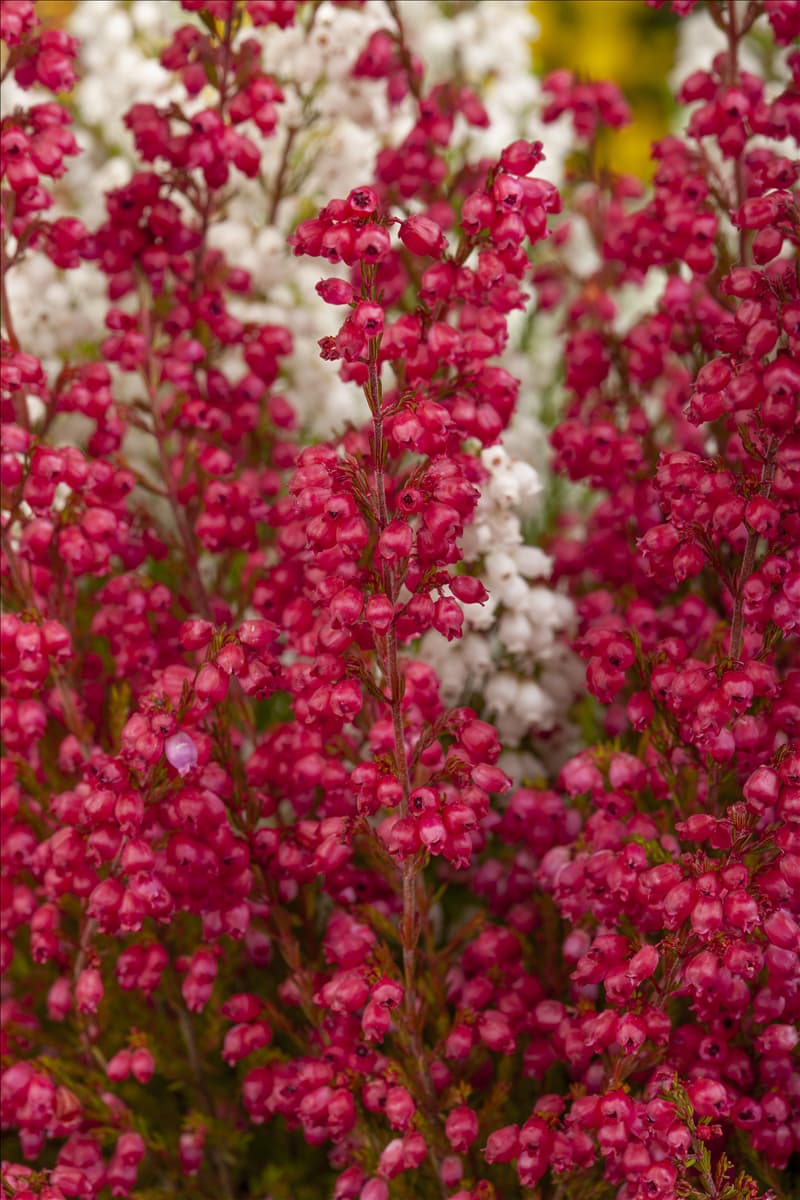 Erica gracilis 'Hessenmädchen'